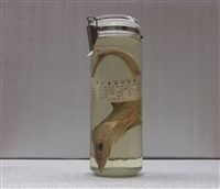 藏品(日本灰鮫)的圖片